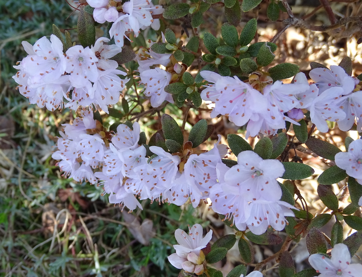 R. impeditum (Pale form)